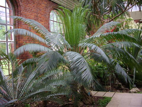 Image of Ground Cycad