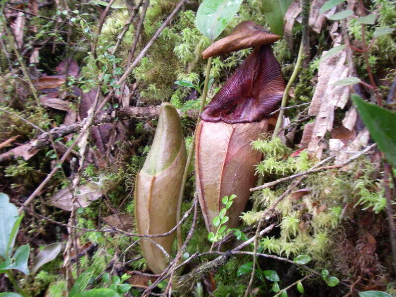 Image of Pitcher plant