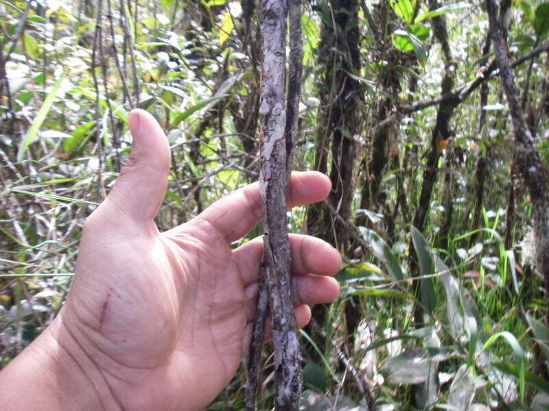 Image of Pitcher plant