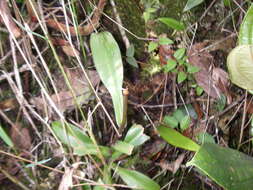 Image of Pitcher plant