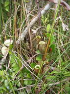 Image of Flask-Shaped Pitcher-Plant