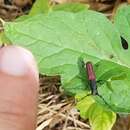 Ancylocera bicolor (Olivier 1795) resmi