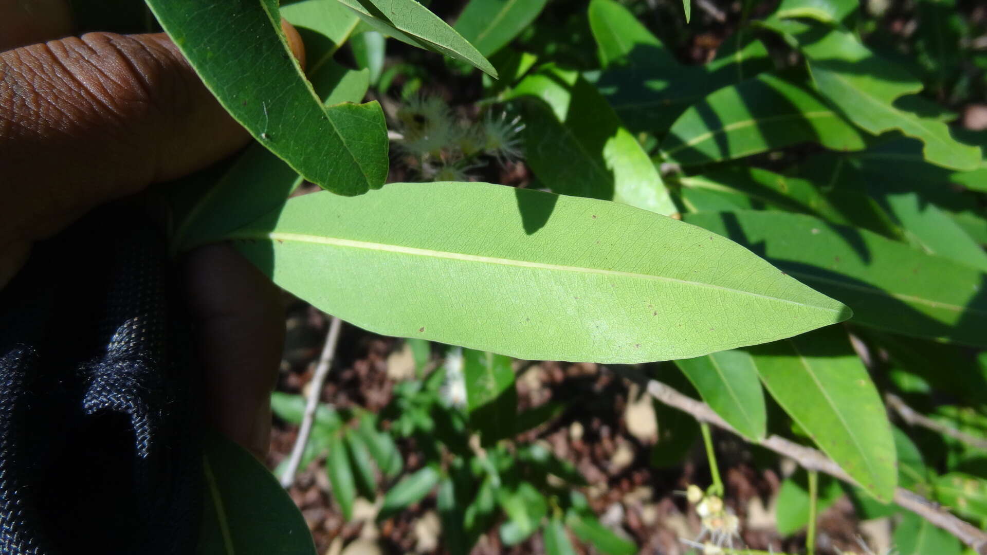 Image de Syzygium salicifolium (Wight) J. Grah.