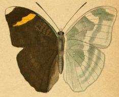 Image of Bebearia flaminia Staudinger 1891