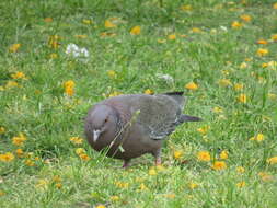 Image of Picazuro Pigeon