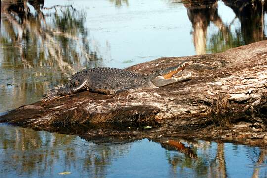 Image of Estuarine Crocodile