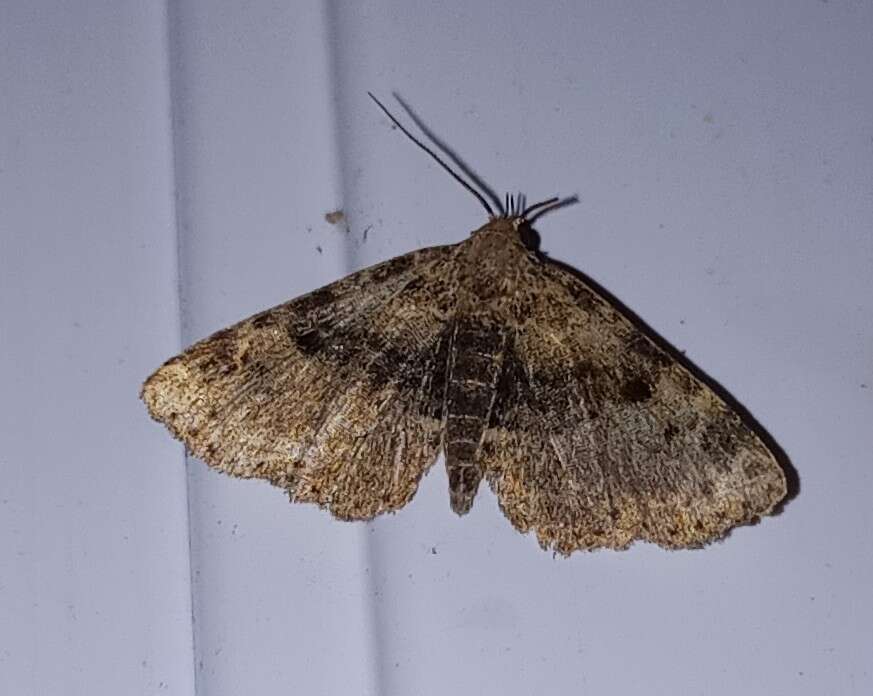 Image of Four-spotted Fungus Moth