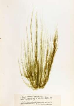 Image of Ectocarpus siliculosus