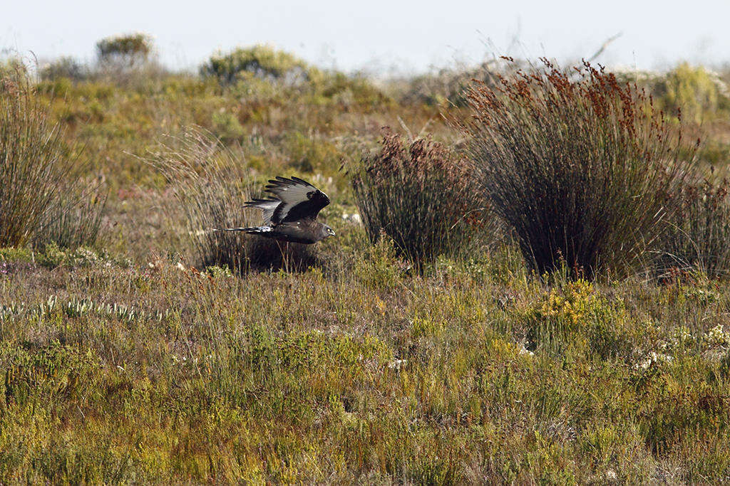 Image of Black Harrier