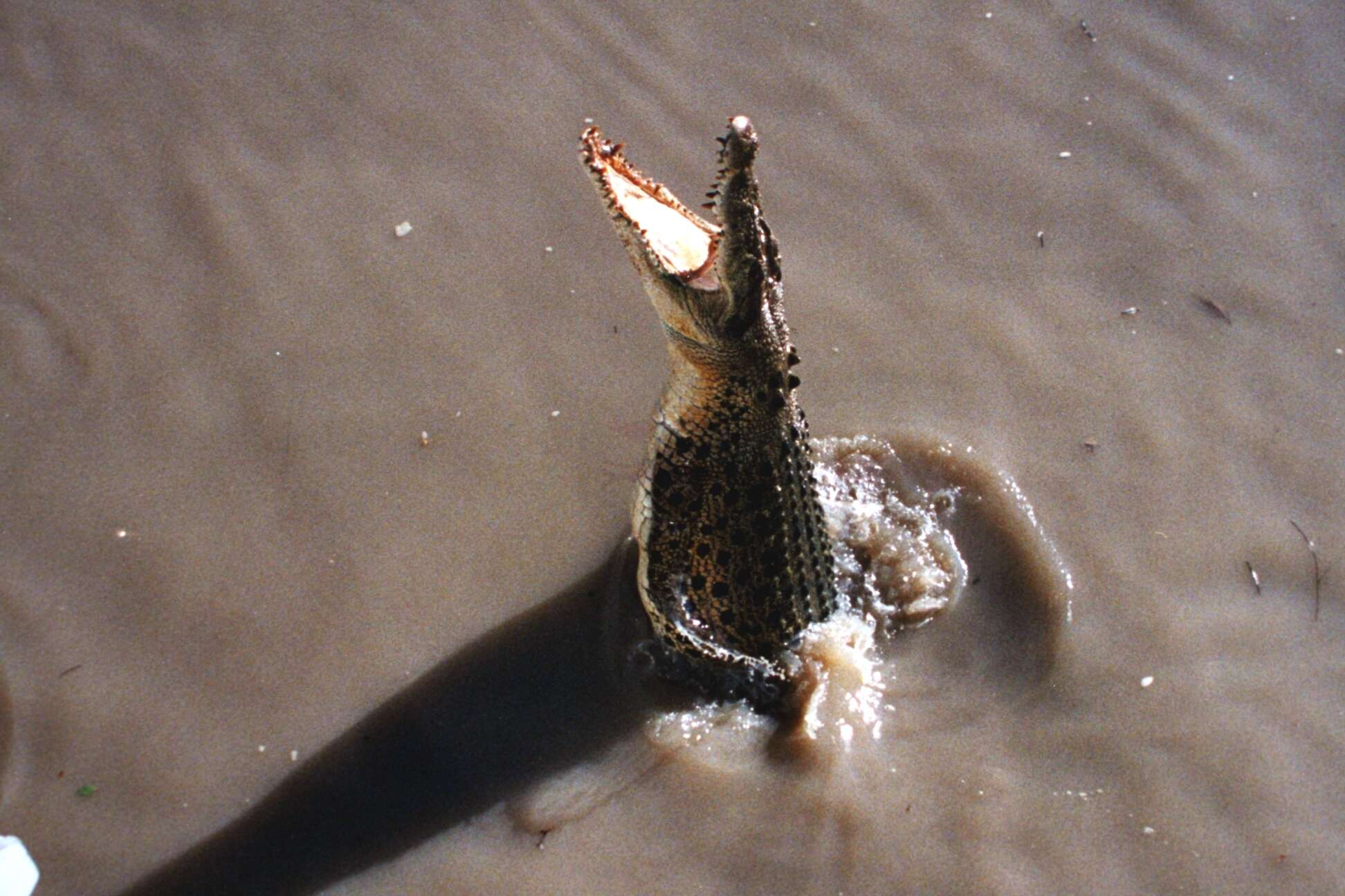 Image of Estuarine Crocodile