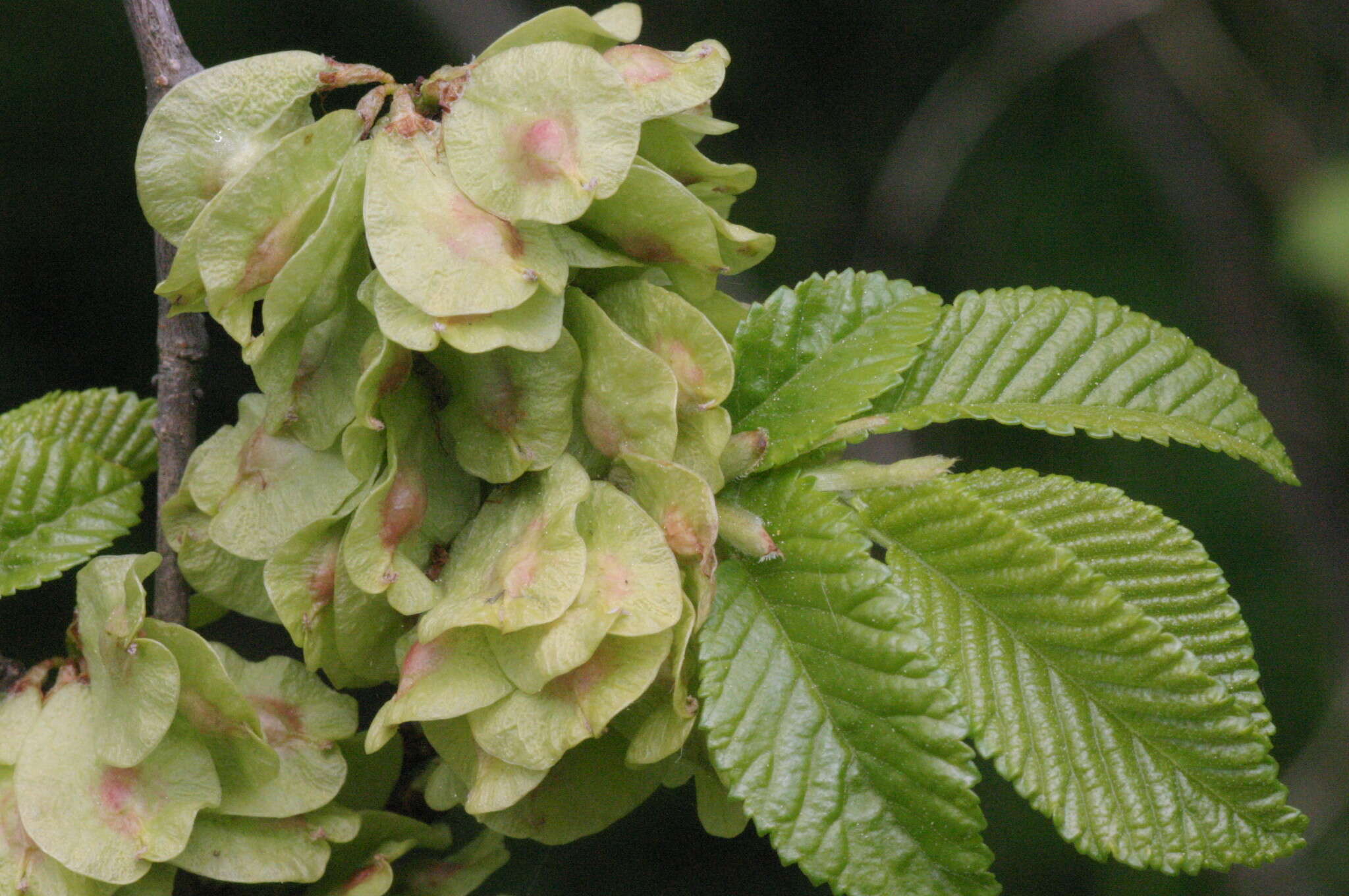 Image of Small-leaved Elm