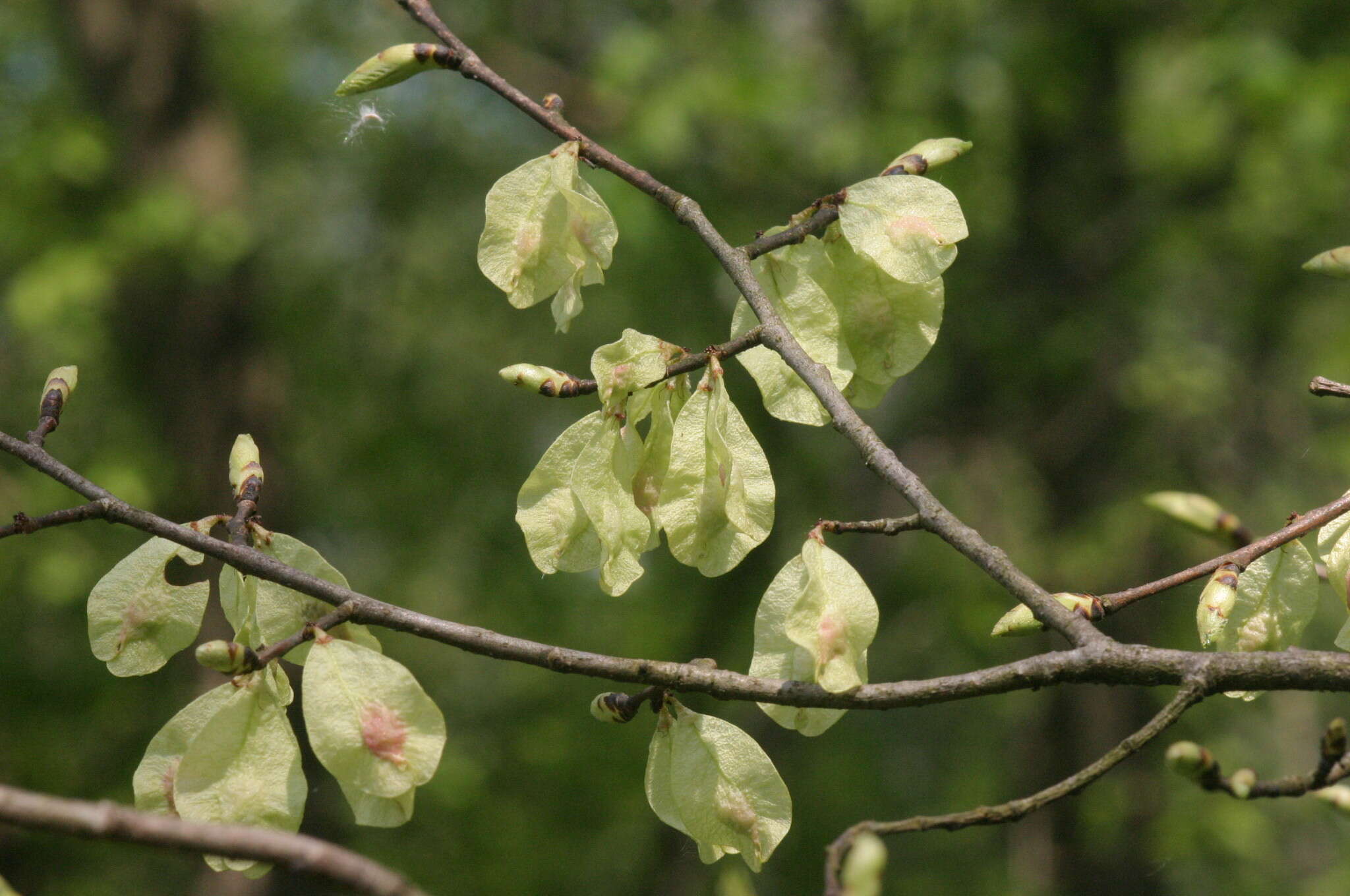 Image of Small-leaved Elm