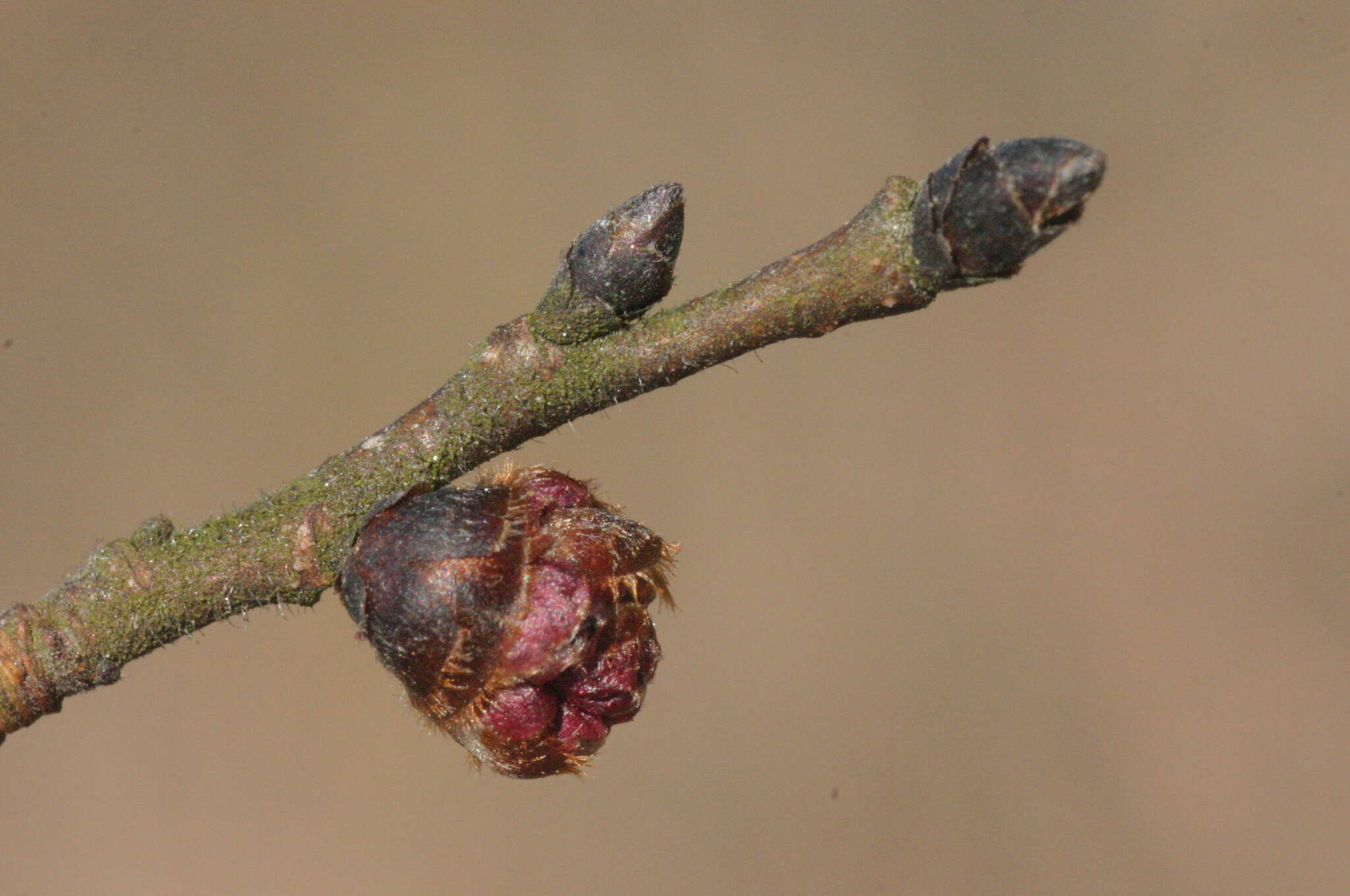 Image of Small-leaved Elm