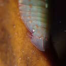 Image of Amphoroidea media Hurley & Jansen 1971