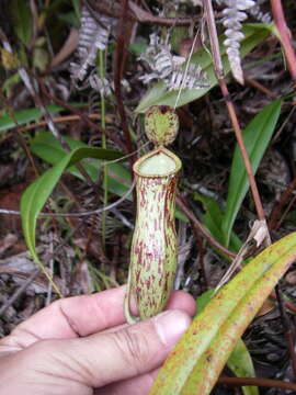 Image of Hairy-fruited Monkey Cup