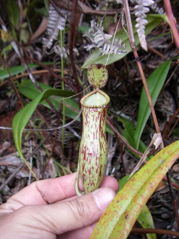 Слика од Nepenthes trichocarpa Miq.