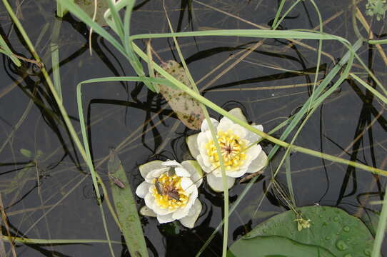 Image de Nymphaea tetragona Georgi