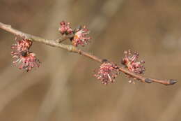 Image of Small-leaved Elm