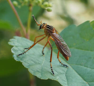 Image de Diogmites neoternatus (Bromley 1931)