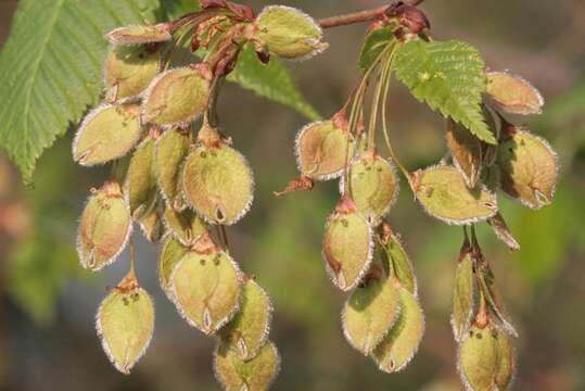 Image of Eurasian elm