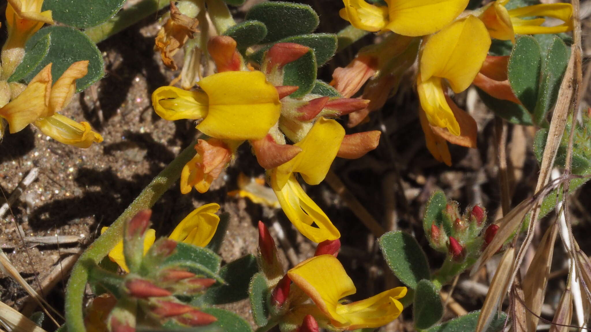 Plancia ëd Acmispon decumbens var. decumbens