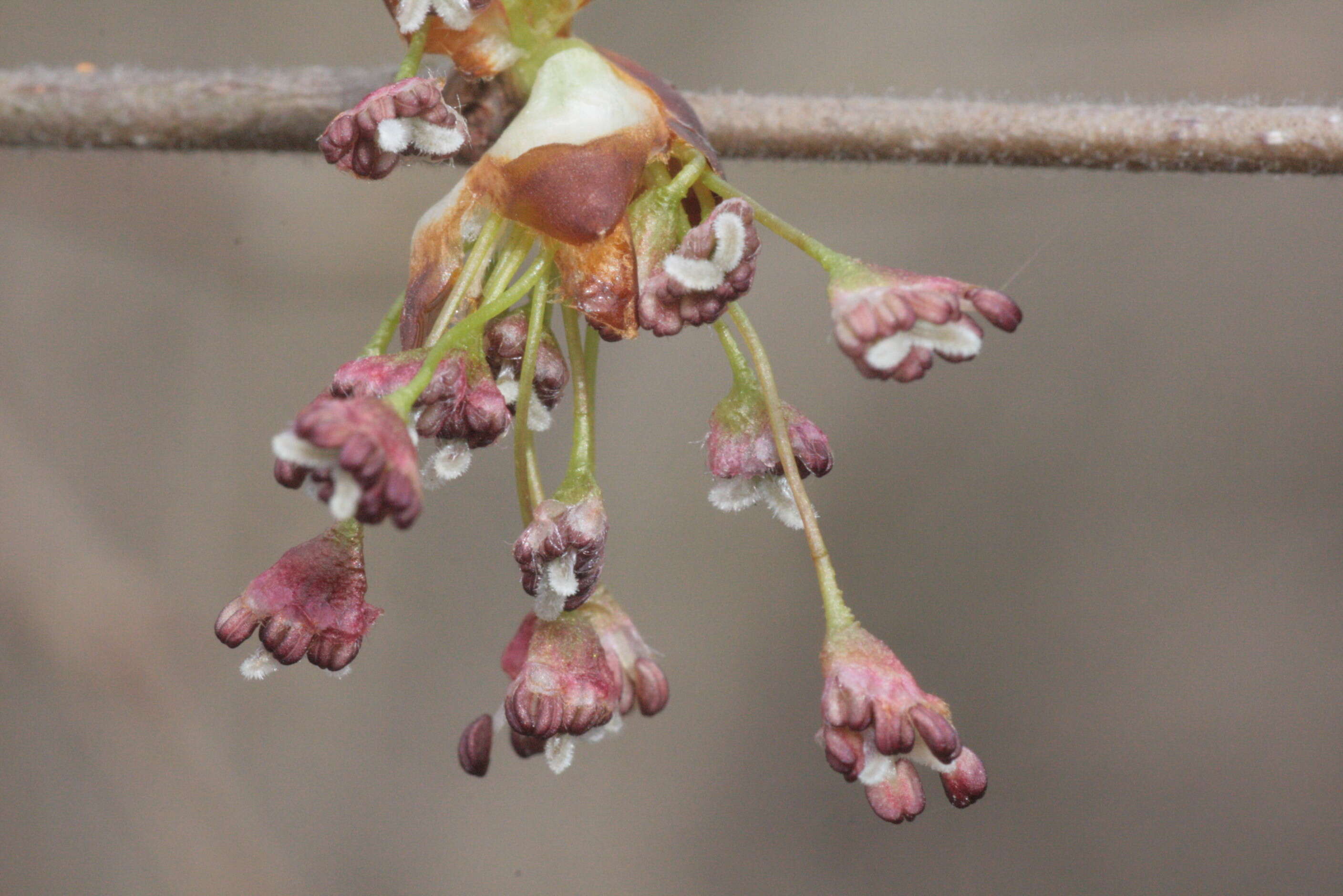 Image of Eurasian elm