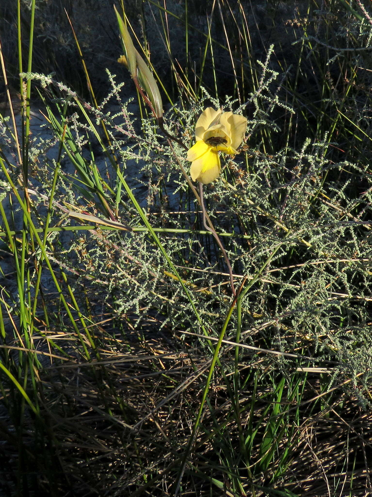 Image of Blue Afrikaner