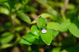 Image of Justicia procumbens L.