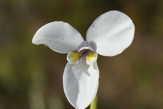 Imagem de Diplarrena latifolia Benth.