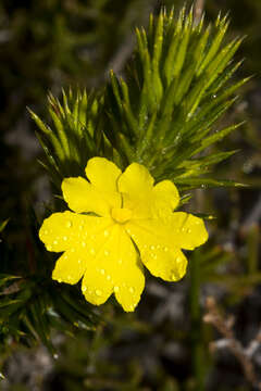 Plancia ëd Hibbertia mucronata (Turcz.) Benth.