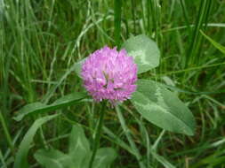 Image of Red Clover