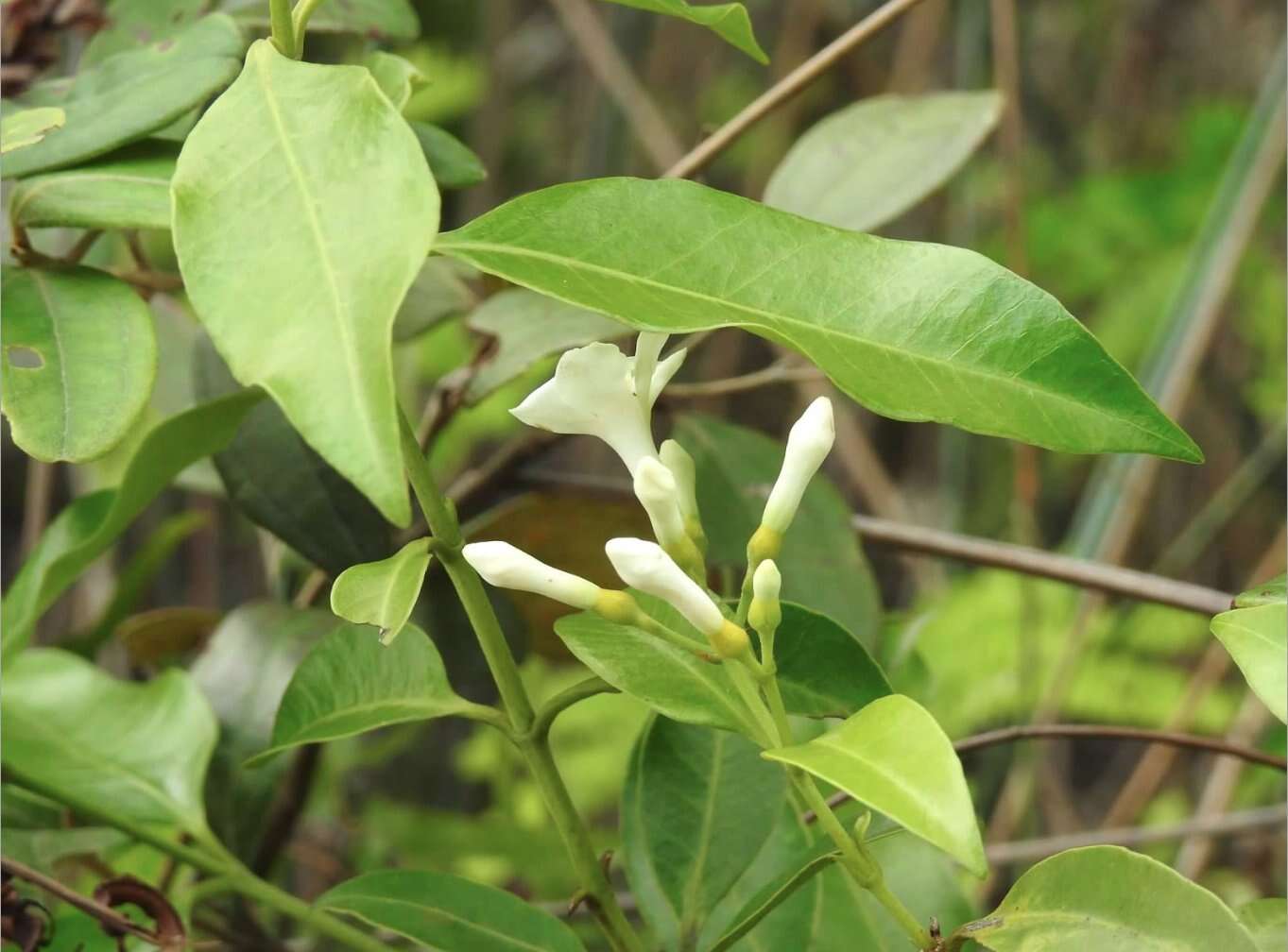 Image of Melodinus suaveolens (Hance) Champion ex Benth.