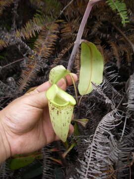 Image of Nepenthes hookeriana Lindl.