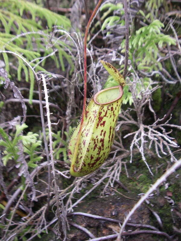 Слика од Nepenthes trichocarpa Miq.