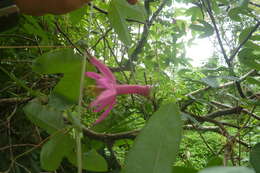 Image of Passiflora tarapotina Harms