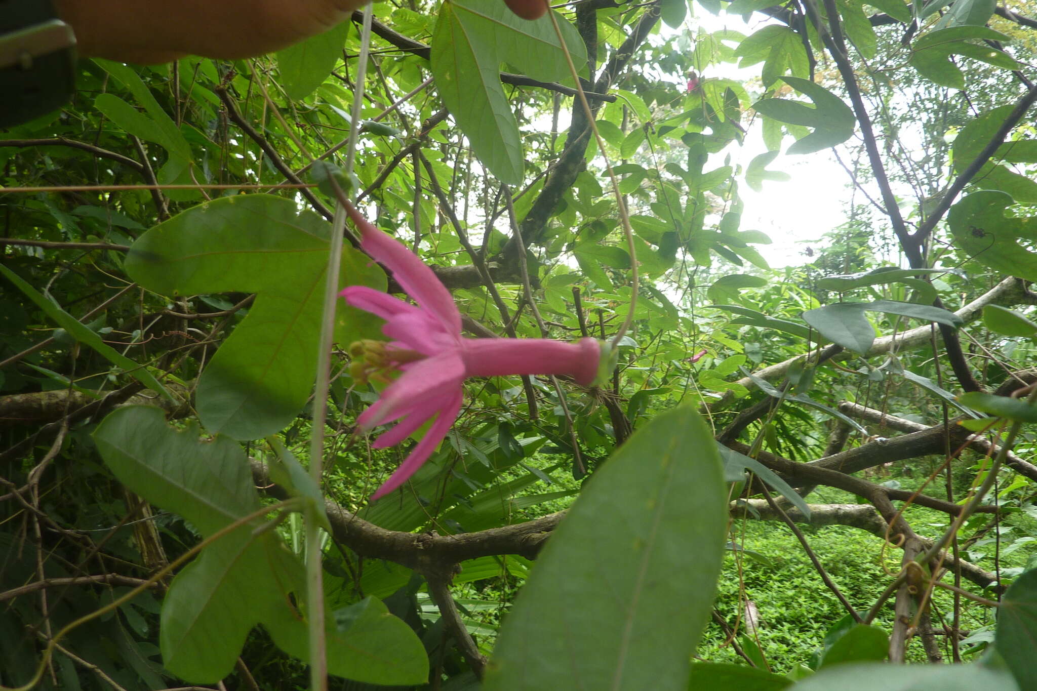 Image of Passiflora tarapotina Harms