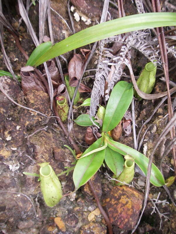 Слика од Nepenthes trichocarpa Miq.