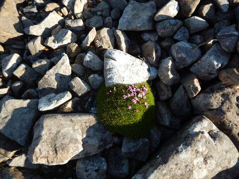 Image of moss campion