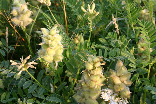 Image of chickpea milkvetch