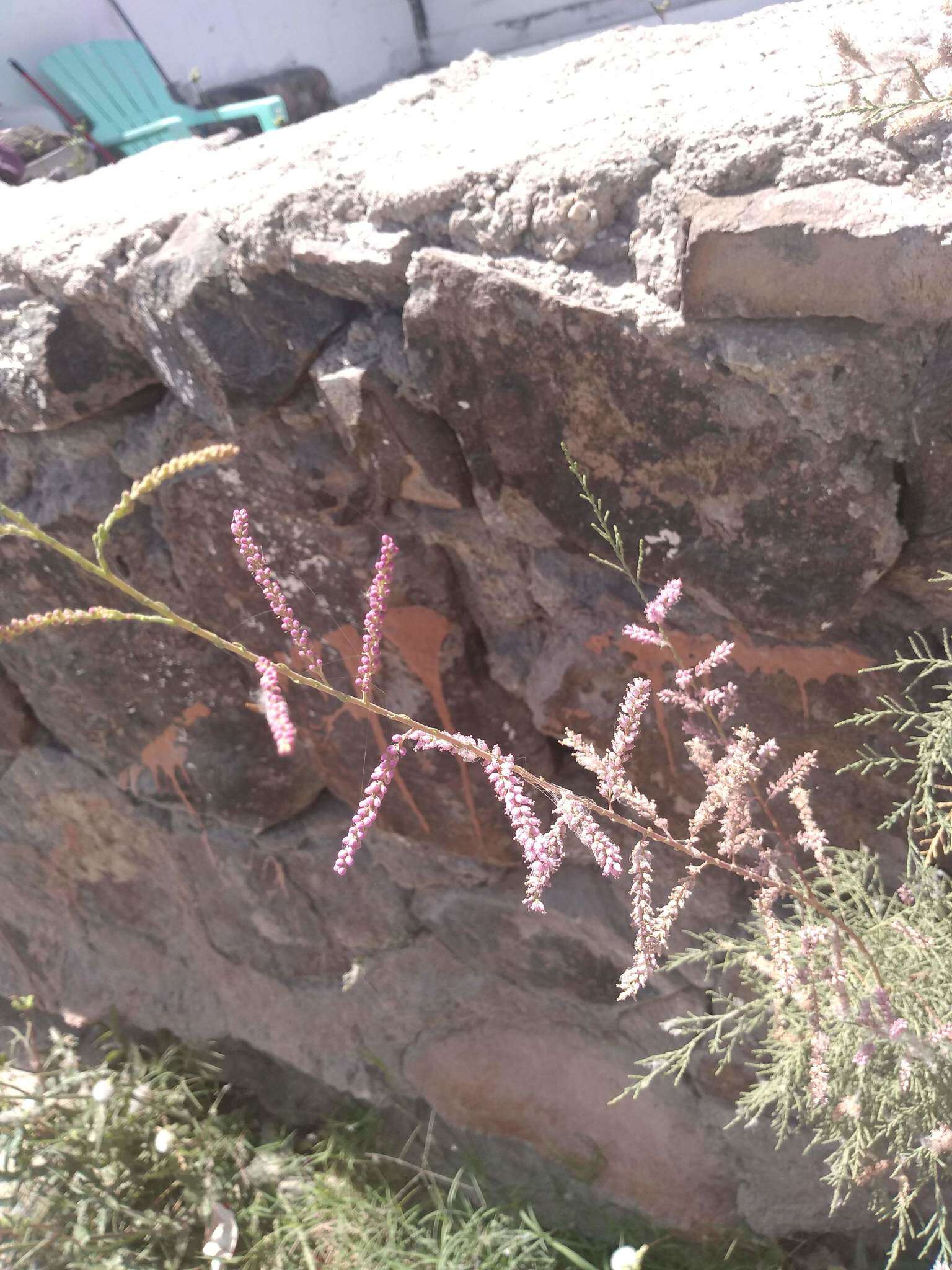 Image of five-stamen tamarisk