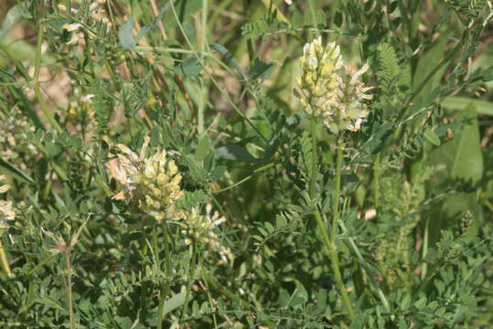 Image of chickpea milkvetch