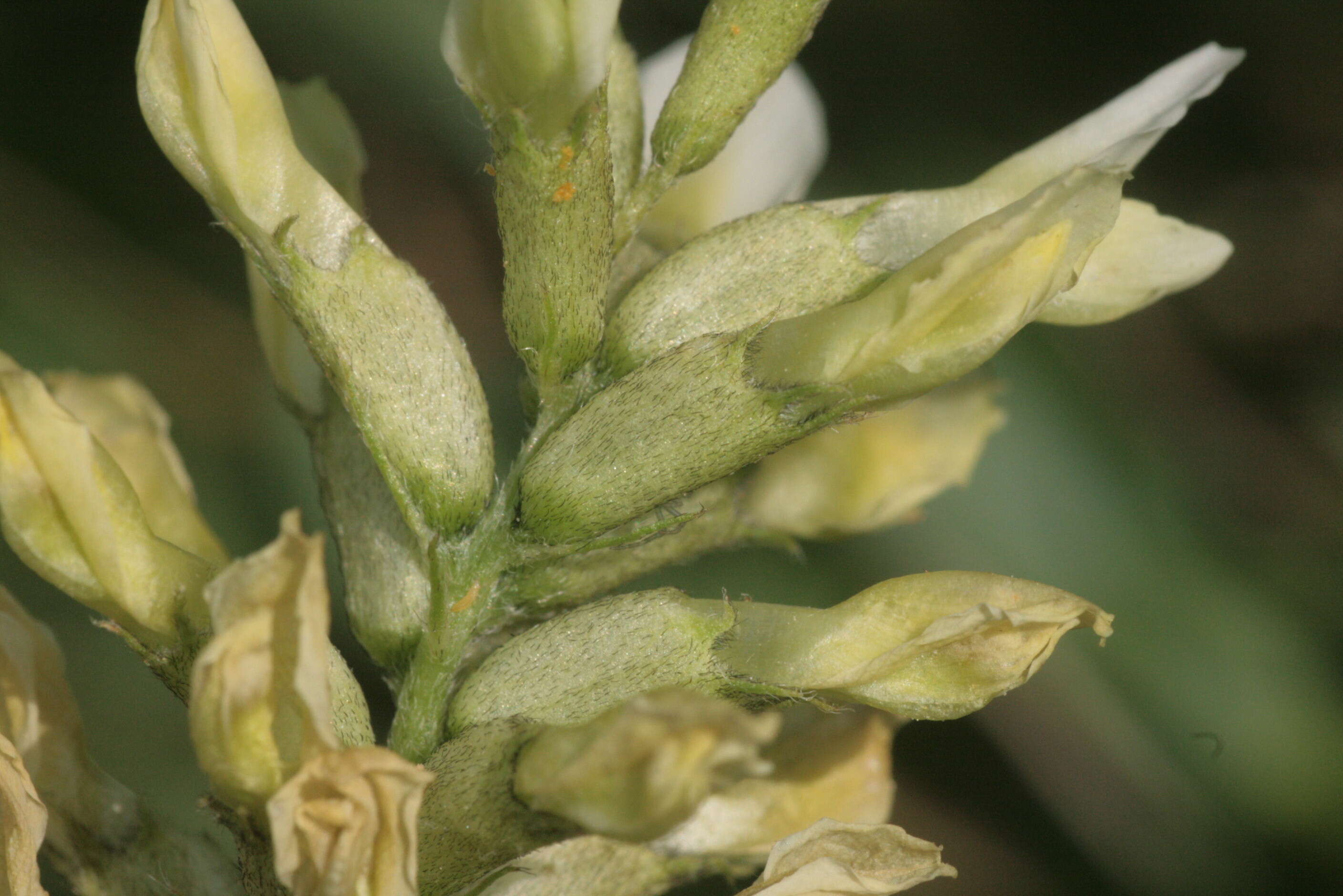 Image of chickpea milkvetch