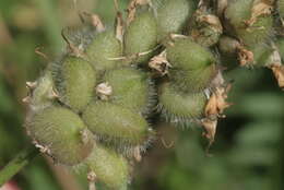 Image of chickpea milkvetch