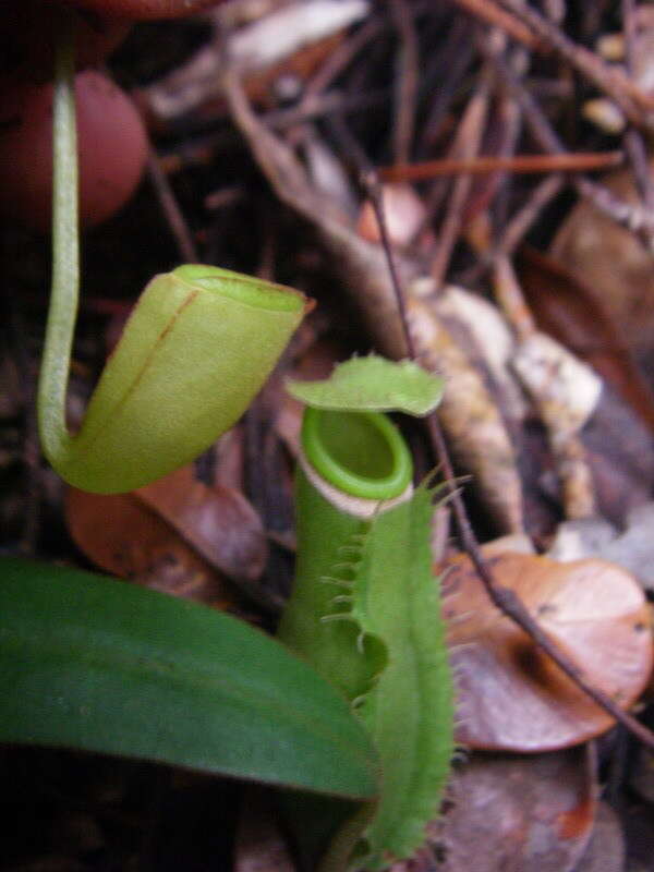 Image of Nepenthes tenuis Nerz & Wistuba