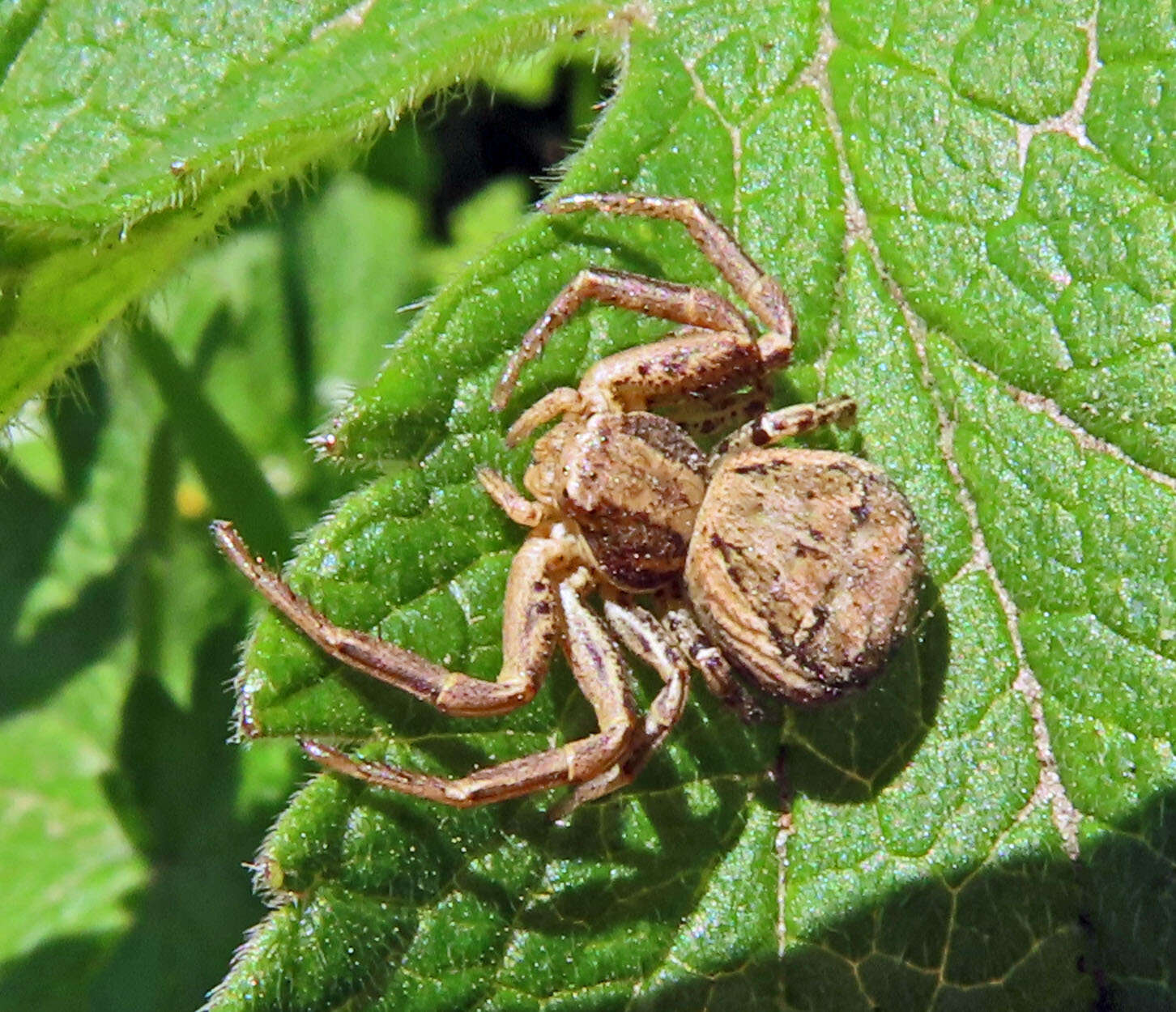 Image of common crab spider