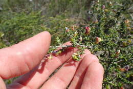 Image of Aspalathus collina subsp. collina