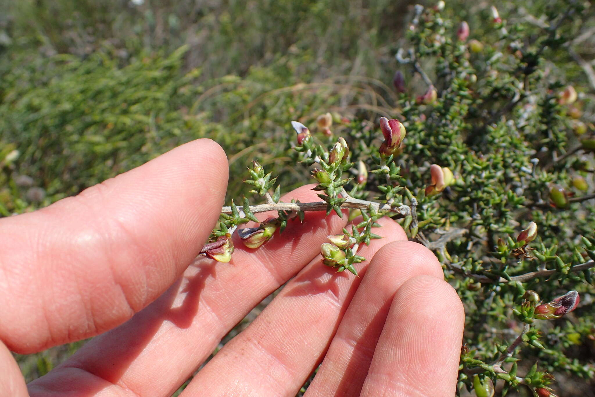 Image of Aspalathus collina subsp. collina