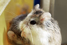 Image of Desert Hamster