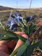 Plancia ëd Amsonia ciliata Walt.