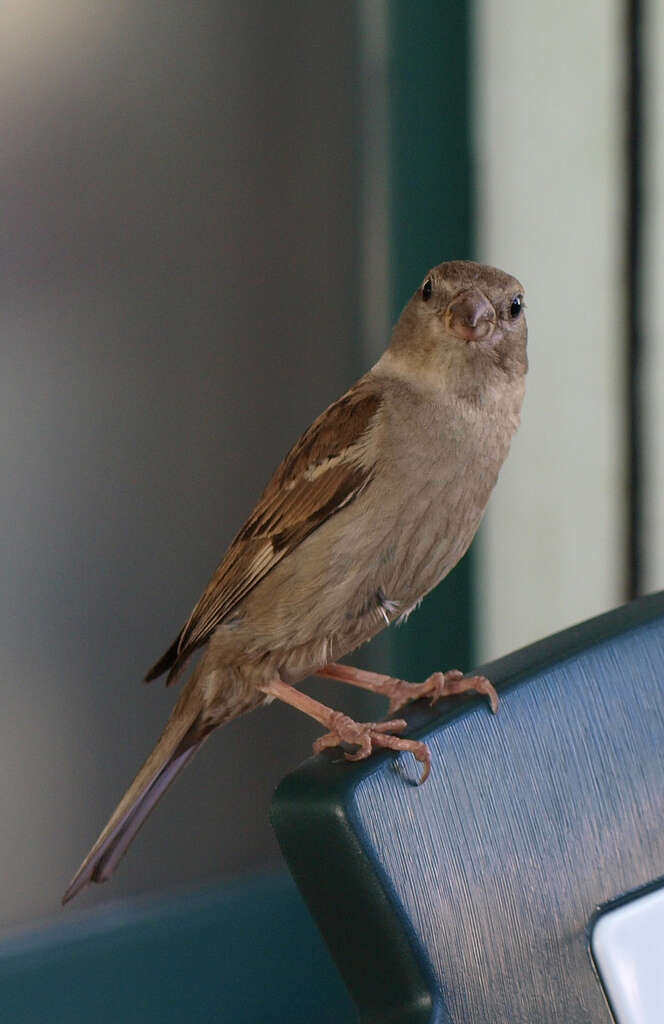 Image of Italian Sparrow